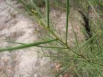 Acacia genistifolia - Spreading Wattle
