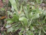 Acacia melanoxylon - Blackwood