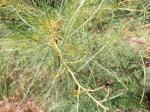 Acacia mucronata -subsp-longifolia - Narrow Leaf Wattle