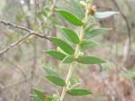 Acacia oxycedrus -Spike Wattle