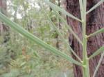 Acacia suaveolens - Sweet -Wattle