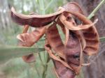 Acacia suaveolens - Sweet Wattle