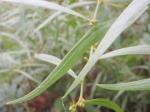 Acacia verniciflua - Varnish Wattle