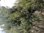 Banksia serrata -Saw Banksia