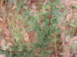 Coprosma quadrifida - Prickly Currant Bush