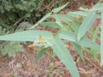 Eucalyptus croajingolensis - Gippsland Peppermint