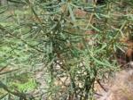 Gompholobium latifolium - Giant-wedge-pea