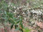 Leptospermum continentale - Prickly-tea-tree