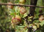 Leptospermum myrsinoides - Heath Tea Tree