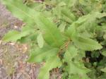 Lomatia ilicifolia - Holly Lomatia
