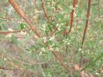 Monotoca scoparia - Prickly Broom Heath