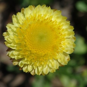Helichrysum scorpoides - Button Everlasting