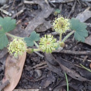 Hydrocotyle laxiflora - Stinking Pennywort