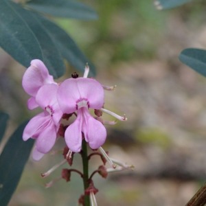 Indigofera australis - Austral Indigo