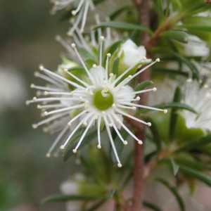 Kunzea ericoides - Burgan
