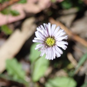 Lagenophra stipitata - Common Bottle-daisy