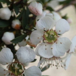 Leptospermum Myrsinoides - Heath Tea-tree