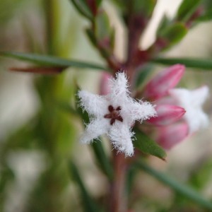 Leucopogon ericoides - Pink Beard-heath