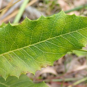 Lomatia ilicifolia - Holly Lomatia