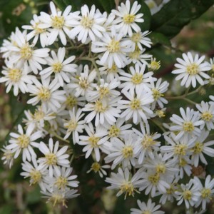 Olearia lirata - Snowy Daisy-bush