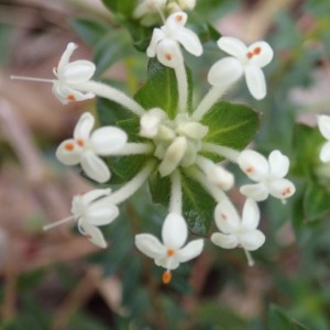 Pimelea humilis - Common Rice-flower