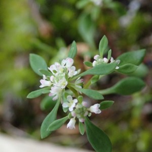 Poranthera microphylla - Small Poranthera