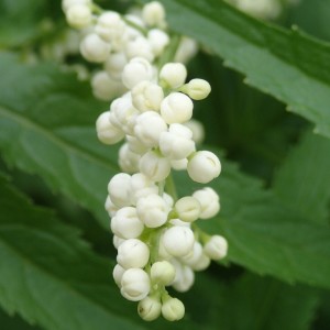 Sambuccus gaudichaudiana - White Elderberry
