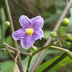 Solanum aviculare - Kangaroo Apple