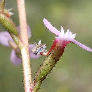 Stylidium graminifolium - Grass Trigger-plant