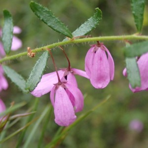 Tetratheca pilosa - Hairy Pink-bells