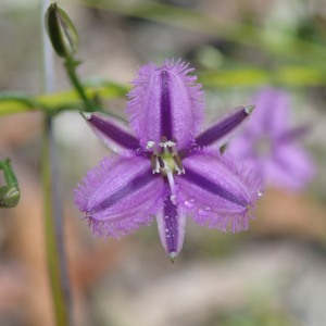 Thyanosatus - patersonii - Twining Fringe-lily