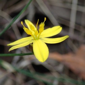Tricoryne elatior - Yellow Rush-lily